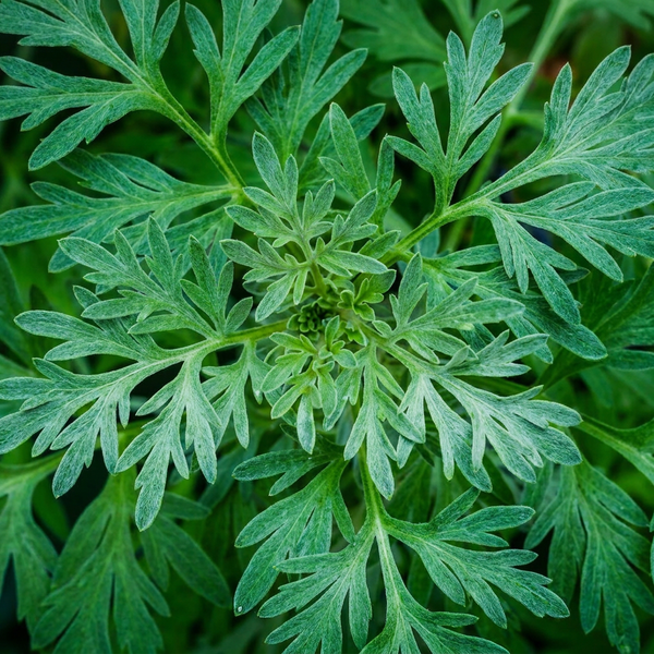 Wormwood Extract